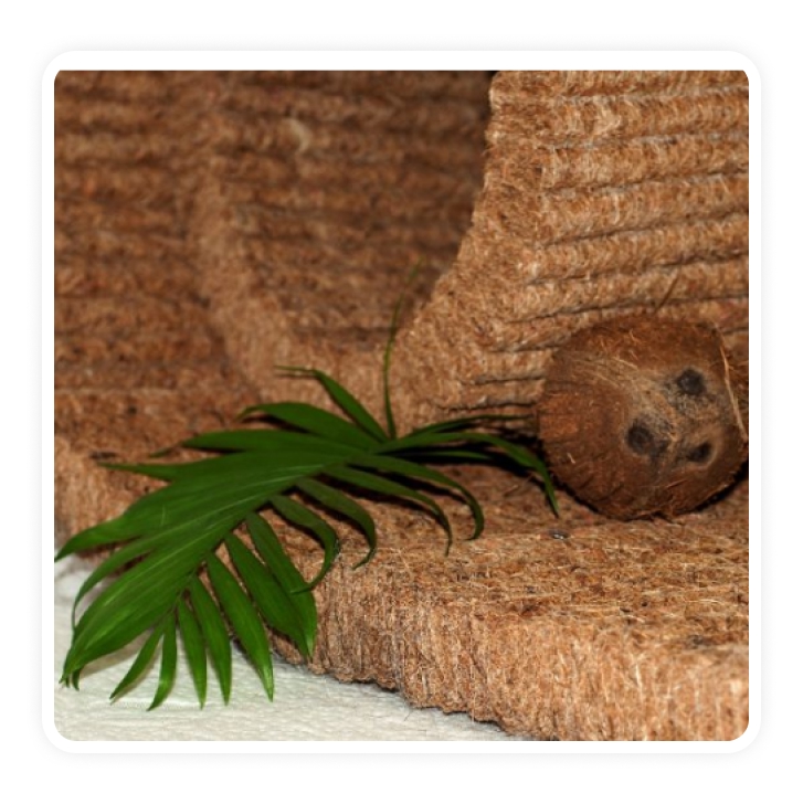 Кокосовая Койра.jpg